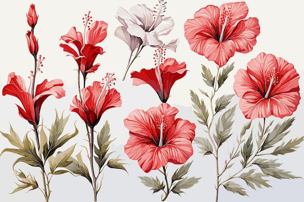 Vector red hibiscus flowers set isolated white background botanical illustration tropical floral element