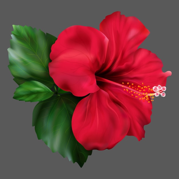 Красный гибискус каркаде тропический экзотический цветочный вектор растения
