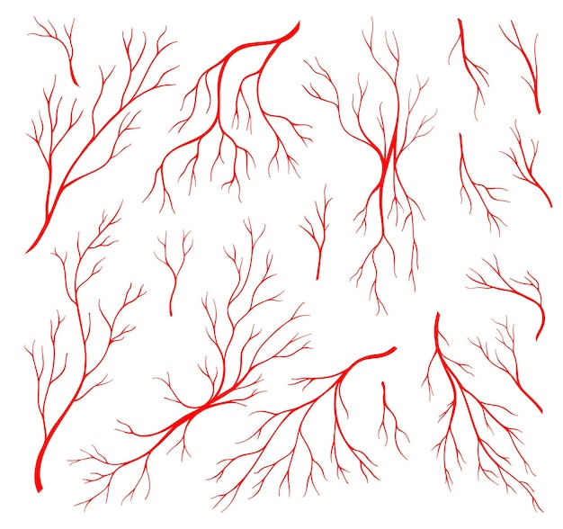 Вектор Красные вены человека анатомия кровеносные вены и артерии или глазные капиллярные векторные иконки система тела кровеносные вены кровоизлияние сосуды сосудистого и артериального кровообращения в органах венозная кровь аорты