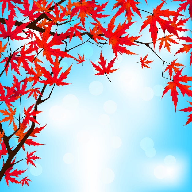 Red japanese maple leaves against blue sky.