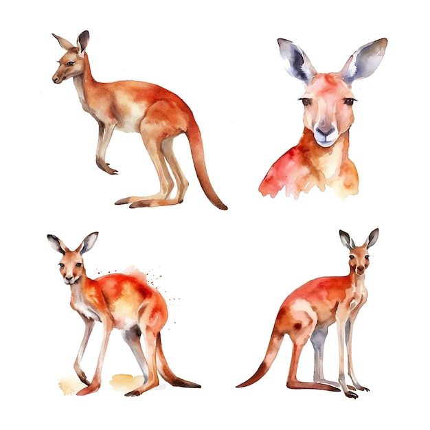 Red kangaroo watercolor paint collection