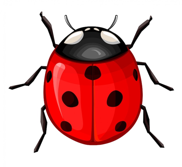Vettore coccinella rosso vettoriale, piccolo scarabeo con la schiena a cupola