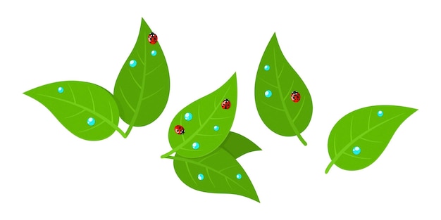 Vector red ladybug and water drops on green leaves isolated vector illustration art