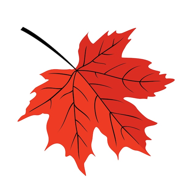 Red maple leaf