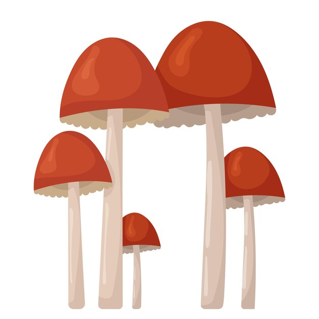 Red mushrooms on white background vector