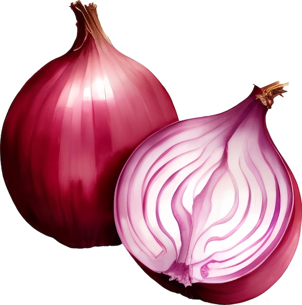 Vector red onion detailed hand drawn illustration vector isolated