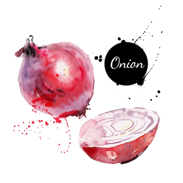 Red onion. hand drawn watercolor painting on white background. vector illustration