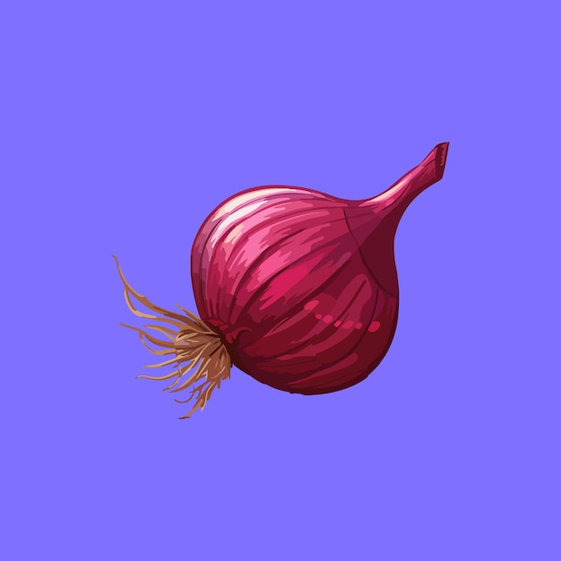 red onionillustration and vector