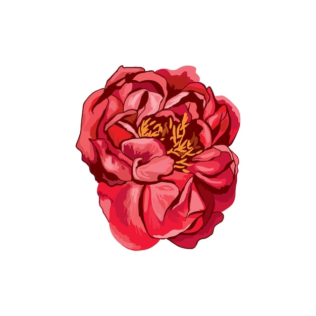 Red peony flower on white background Vector Illustration