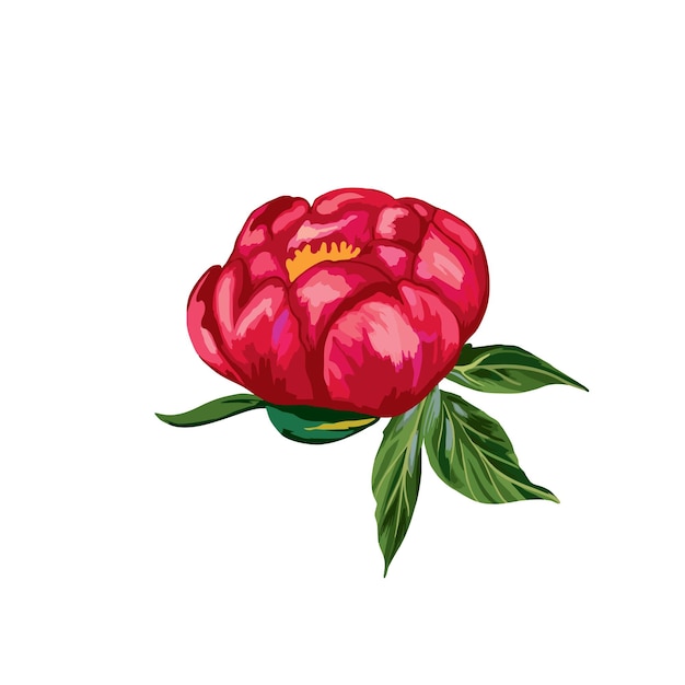 Red peony flower on white background Vector Illustration