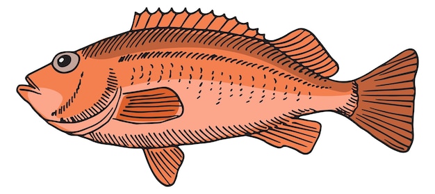 Vector red perch icon hand drawn ocean fish