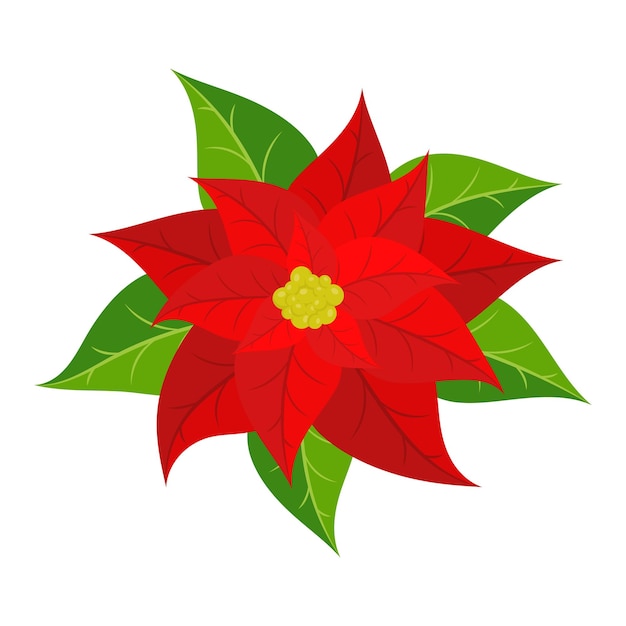 Red poinsettia flower Vector illustration