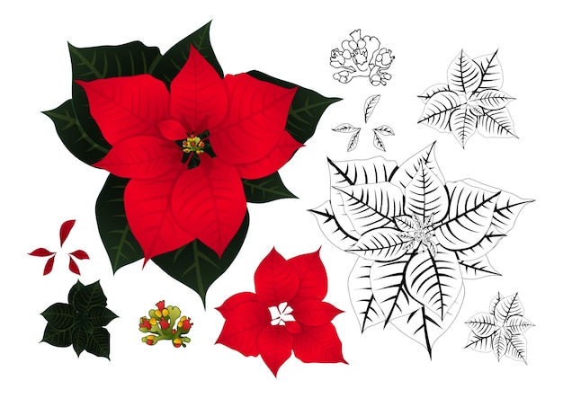 Vector red poinsettia outline