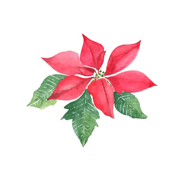 Vector red poinsettia plant symbol of the new year and christmas watercolor hand painted illustration