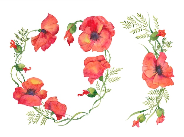 Red poppies illustration of watercolor