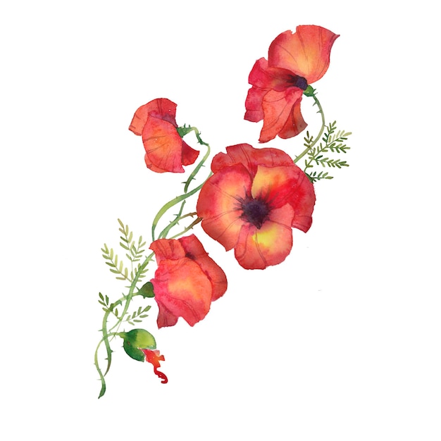 Red poppies illustration of watercolor