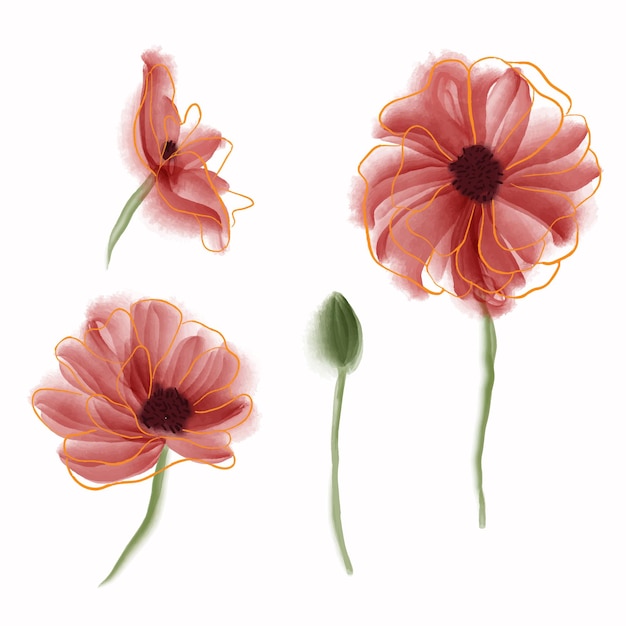 Red poppies in a row Isolated on white background