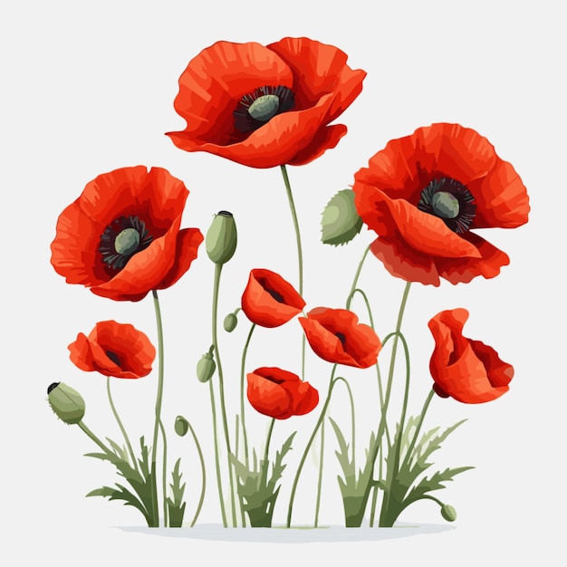 Red poppies vector on white background