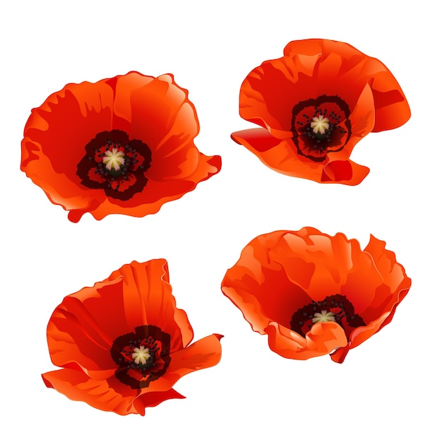 Vector red poppies