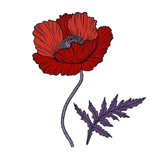 Red poppy flower Papaver Stem and leaf Elements for Anzac day design Hand drawn line art sketch vector illustration Isolated on white background