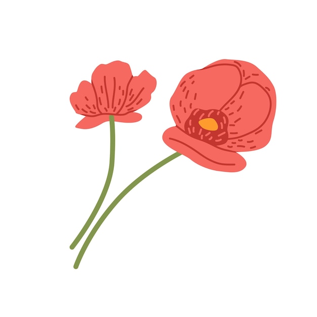 Fiori di papavero rosso composizione di papaver sbocciato fioriture di piante floreali tagliate germogli estivi piuttosto delicati con petali e steli illustrazione vettoriale piatta colorata isolata su sfondo bianco