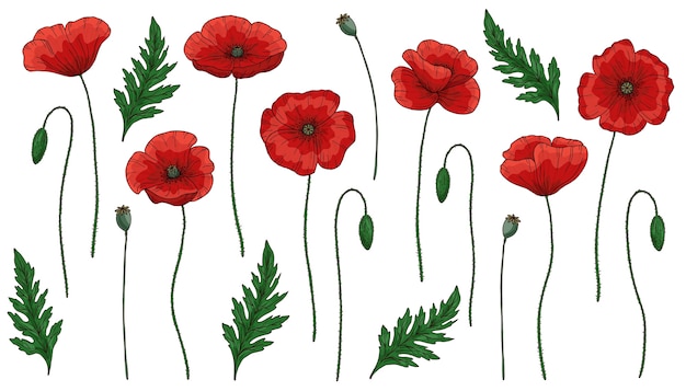 Red poppy flowers. Papaver. Green stems and leaves. Big set of elements