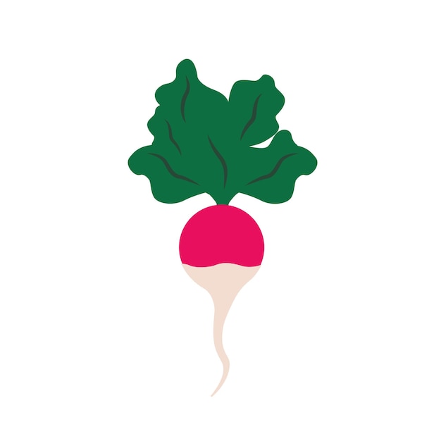 Red radish. Isolated cartoon icon red radish. Harvesting. Horticulture. Autumn harvest of vegetables