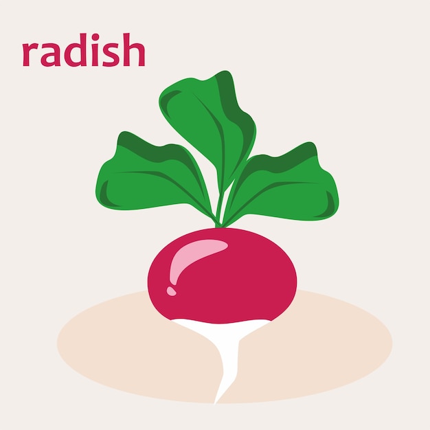 Red radish with green tops illustration of a vegetable on a white background in the flat style