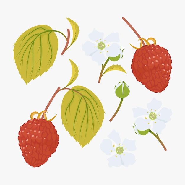 Red raspberries with green leaves and flowers