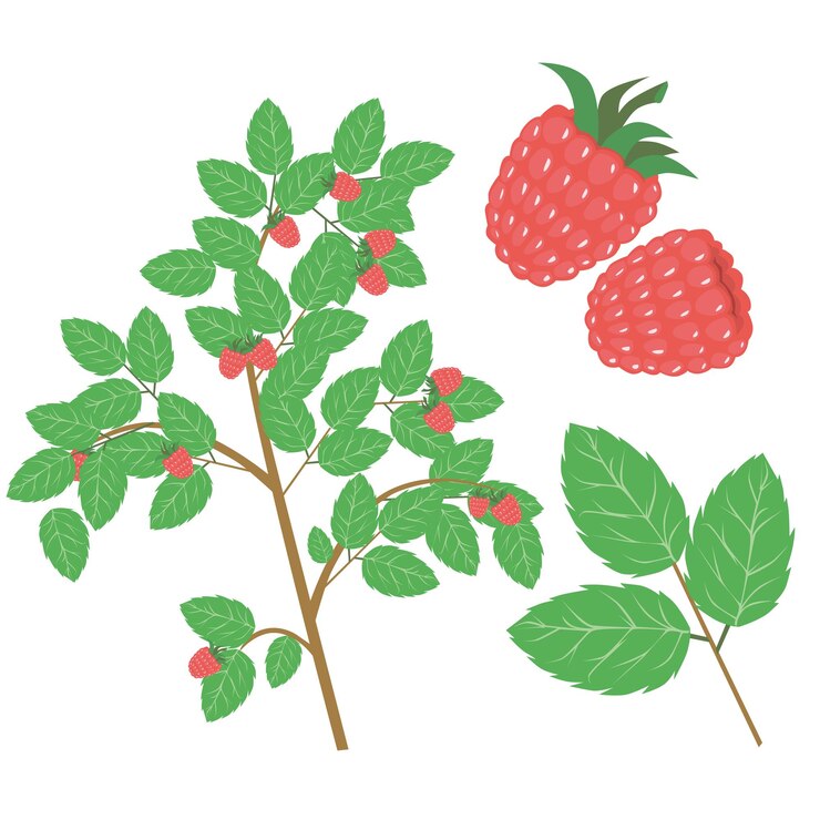 Premium Vector Red raspberry bush vector illustration on white