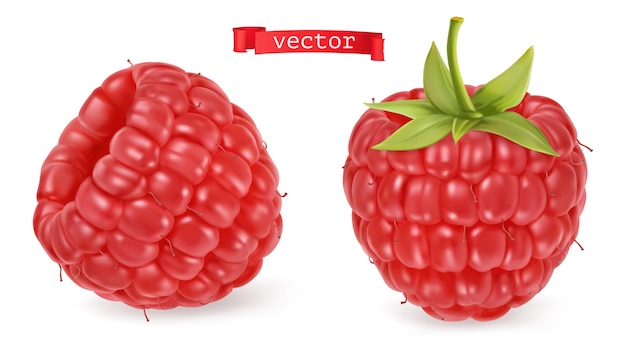 Vector red raspberry illustration set