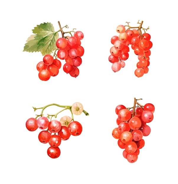 red ribes clipart isolated vector illustration