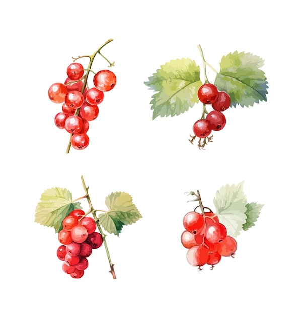 red ribes clipart isolated vector illustration