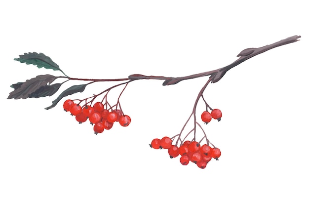 Vector red ripe rowan berries bunches set, realistic illustration isolated on white background.