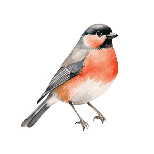 Red robin bullfinch bird watercolor paint for Christmas card decor on white