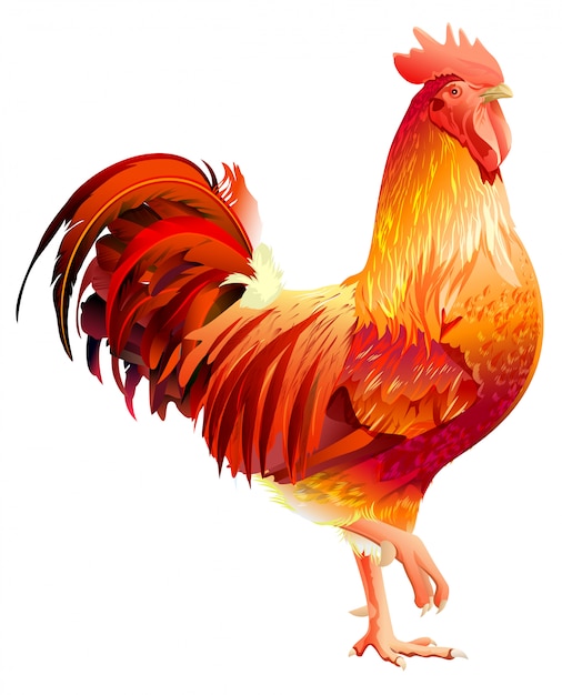 Red Rooster symbol by Chinese calendar