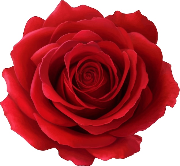 Red Rose Detailed Beautiful Hand Drawn Vector Illustration