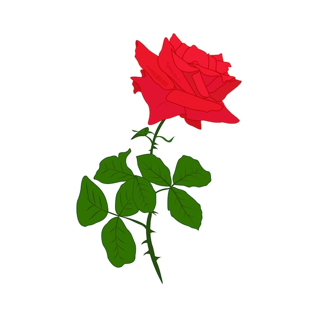 Red rose flower floral vector in illustration