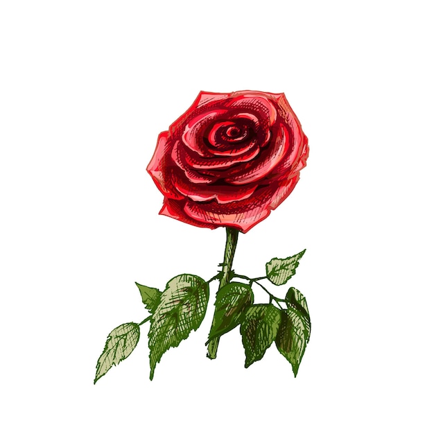 葉と赤いバラの花。白い背景で隔離のベクトル色ヴィンテージ手描きハッチングイラスト。