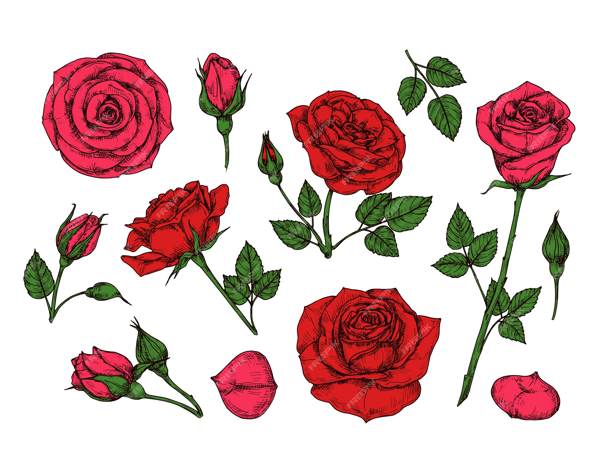 Premium Vector | Red rose. hand drawn roses garden flowers with green leaves, buds and thorns. cartoon isolated collection Premium Vector | Red rose. hand drawn roses garden flowers with green leaves, buds and thorns. cartoon isolated collection