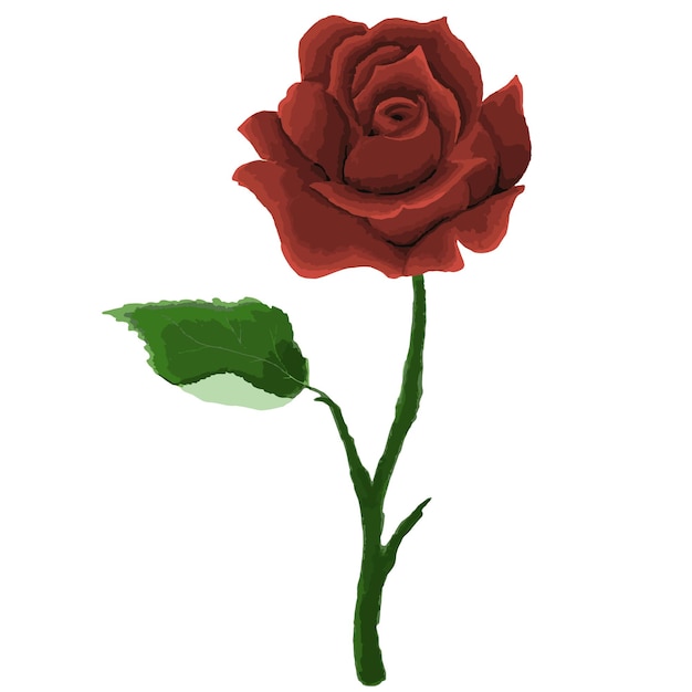 Red rose illustration