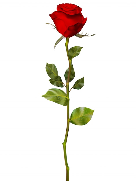 Vector red rose isolated on white.