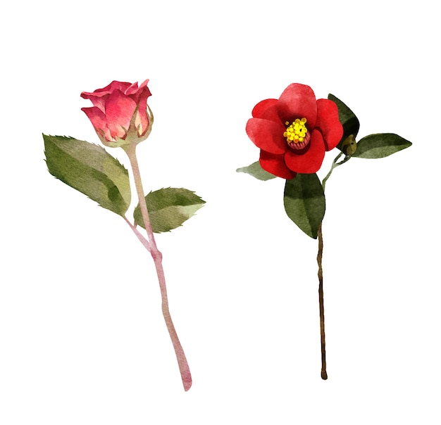 Vector red rose isolated