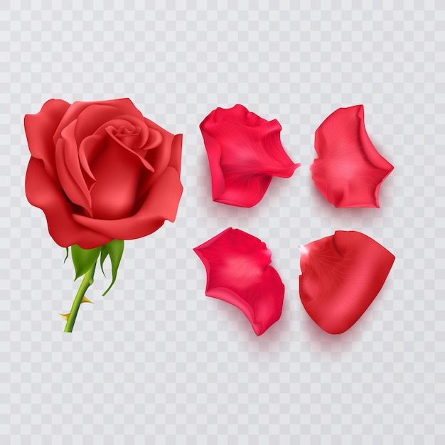 Лепестки красных роз на прозрачном фоне и реалистичные розы, векторные иллюстрации