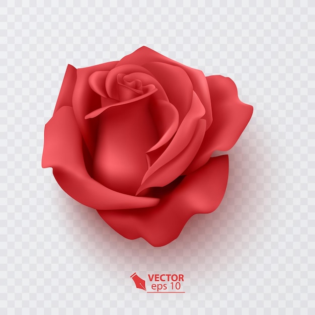 Vector red rose petals on a transparent background and realistic rose, vector illustration