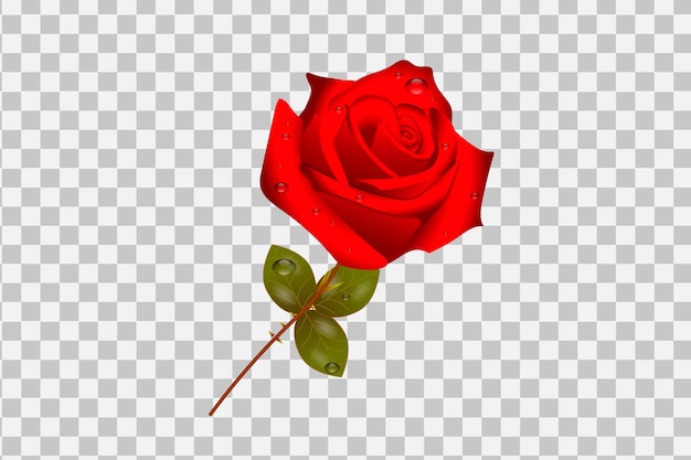Vettore illustrazione realistica della rosa rossa