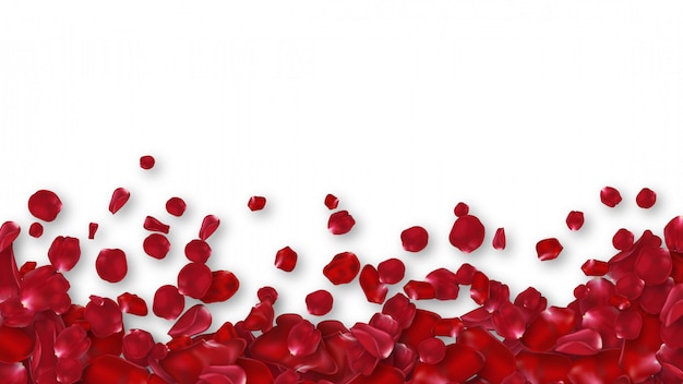 Red rose's petals border