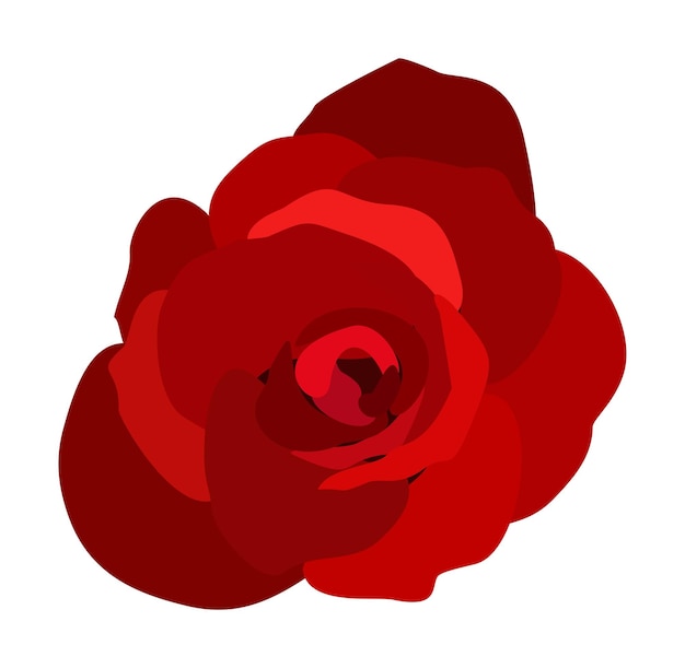 Красная роза. Векторная винтажная иллюстрация на белом фоне.