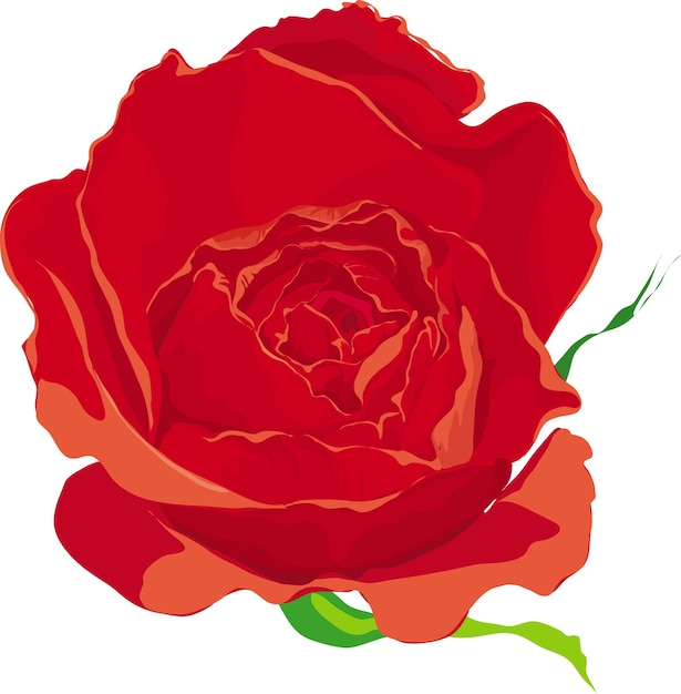 Red rose on white background