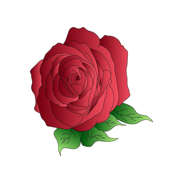 A red rose with green leaves on a white background